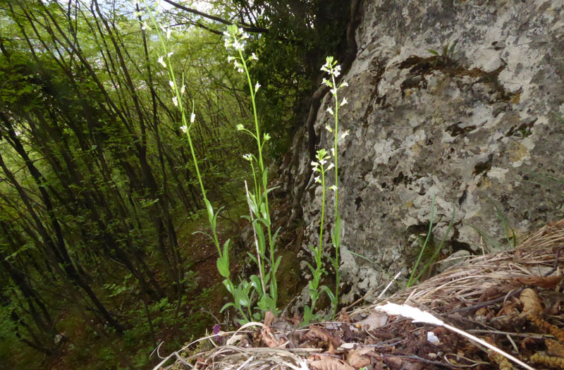 Arabis sp.